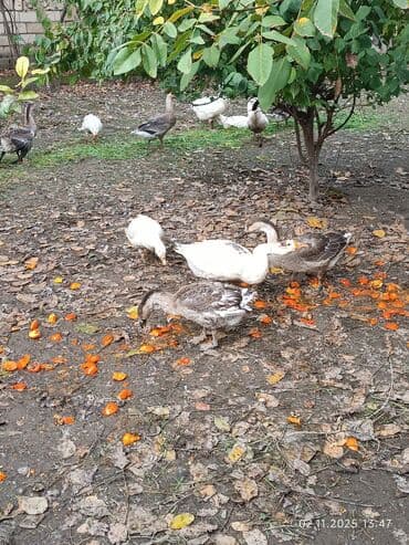 Коровы, быки: Qaz sürüsü satılır Linda kuban qazları satılır 40 ədədi bir ədədi 35 — 3