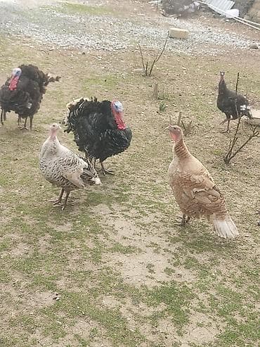 bakida it barinagi: Erkək, Damazlıq — 2