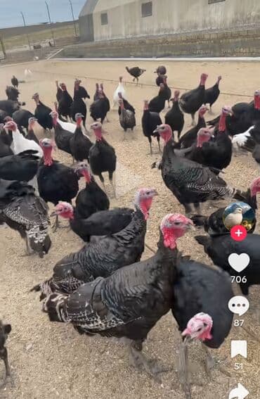 Gəmiricilər: Məhsul: Hind toyuqları (qara və ağ rəngli fərqli nəsillər) Təsvir: - — 1