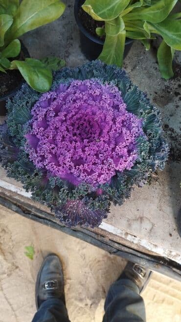 tülpanın qiyməti: Torf gubresinn satisi balaken peyin torpaq xaricden gelen torflar — 14
