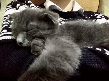 Şotland, Dişi, Yaxşı əllərə, Ünvandan götürmə, Ödənişli çatdırılma lalafo.az -da Şotland, Dişi, Yaxşı əllərə, Ünvandan götürmə, Ödənişli çatdırılma