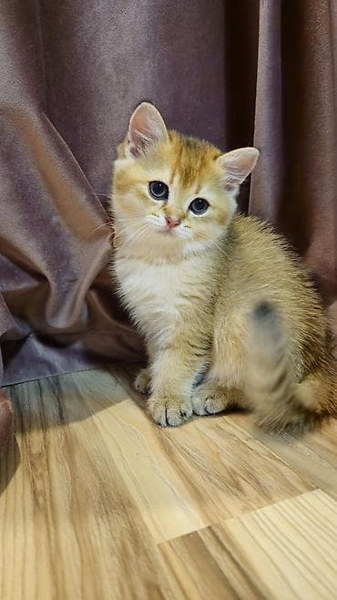 британская шиншилла: Шиншилла, Самец, Самовывоз — 2