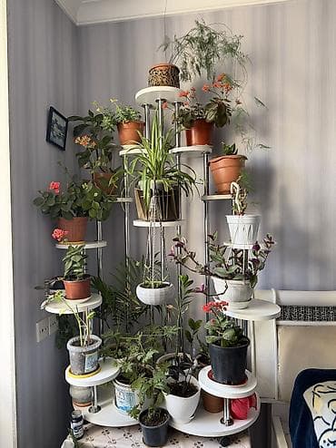 ucuz piyanolar: Gül rəfi — 4