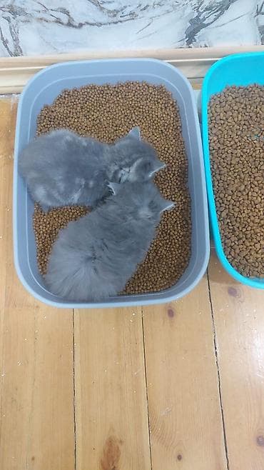 at satısı: Britan, Erkək, Yaxşı əllərə, Ünvandan götürmə — 4