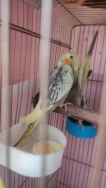 Амадины: Nimfa (cockatiel) – nadir rəng çaları - Rəng: krem-sarı və boz — 2