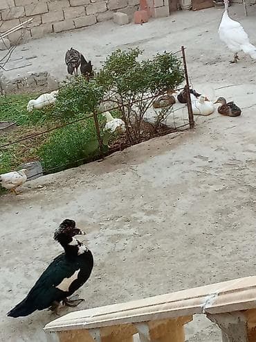 Heyvanlar: Satış: ördəklər - Növlər: müxtəlif cinslər (ağ Pekin tipli, rəngli — 6