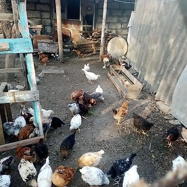 Məhsul: Ev şəraitində bəslənmiş fərqli cins yumurta və ətlik toyuqlar lalafo.az -da Məhsul: Ev şəraitində bəslənmiş fərqli cins yumurta və ətlik toyuqlar
