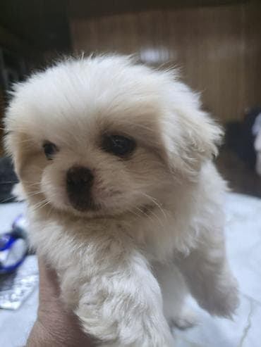 xaski satilir: Pekines, 2 ay, Dişi — 1