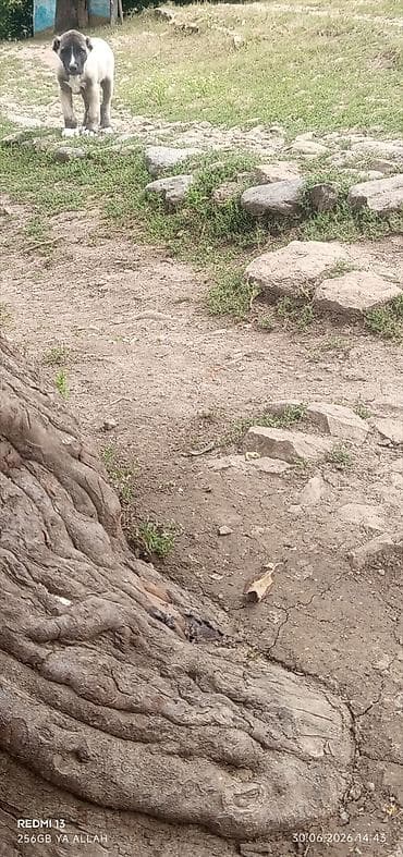 heyvan bazarı: Kanqal, 2 ay, Erkek, Ünvandan götürmə — 9