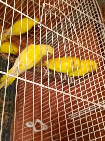 ucuz pisik: Papuqaylar təcili satılır ünvan yeni suraxanı Sarı rəngli — 2