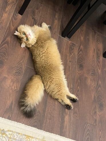 pişik cütleşdirme: Şinşilla, Erkək, Cütləşmə üçün — 5