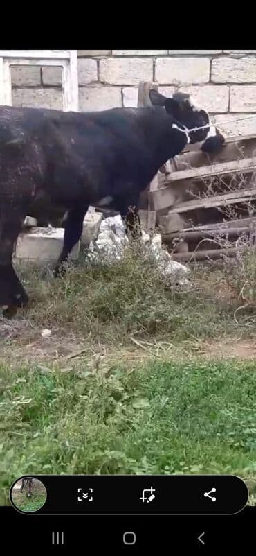 sudluk inekler satisi: Телята — 2