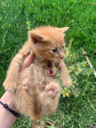 котики в добрые руки: В добрые руки — 1