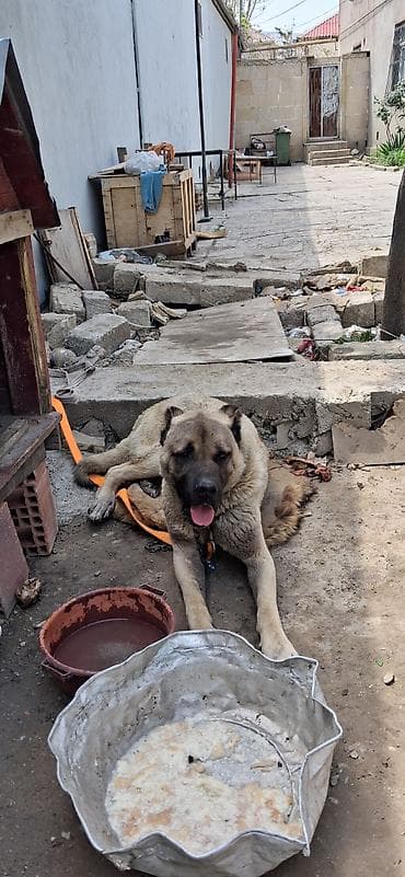 kanqal satisi: Kanqal, 11 ay, Erkek, Cütləşmə üçün, Ünvandan götürmə — 3
