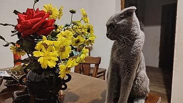 ev iti ucuz: Şotland yastı qulaq, Yaxşı əllərə — 2