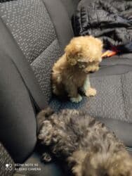 it xasqi: Pudel — 7