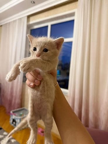 sinsila pisik: Pulsuz çatdırılma — 4