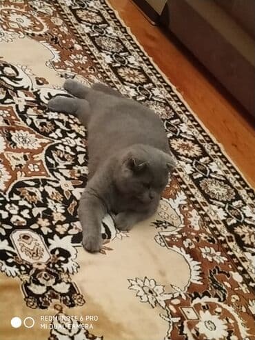 şotland pişiyi satılır: Britan, Erkək, Yaxşı əllərə, Ünvandan götürmə — 2