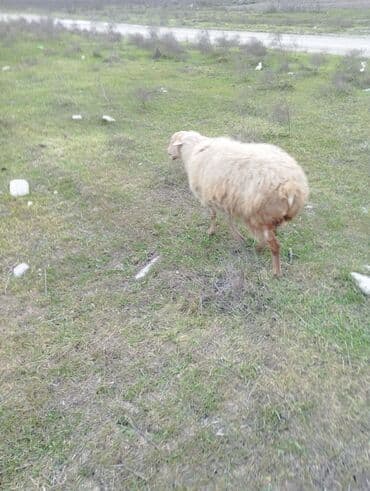 saanen keçisi satılır: Qoyunlar, qoçlar — 2