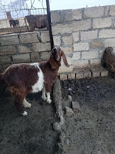 ingilis setteri itinin digər adı: 21 baş hələp keçisi 23 çəpiş kom satılır — 7