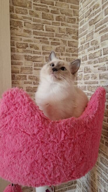 ağ pişiy: Dişi, Pulsuz çatdırılma — 9