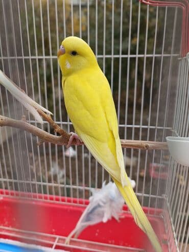 goyərcin satılır: Salam. Satılır. Erkek japoness və digər valnisti quşları. Japoness 30 — 2