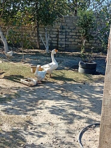 sort qazlar: Ağ qazlar dəsti - Növ: ev təsərrüfatı üçün ağ qazlar - Say: fotolarda — 2