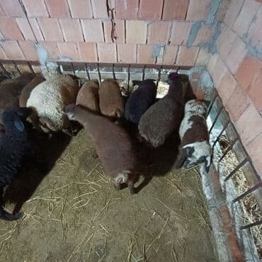 Salam aleyküm saxlamlıq quzularm var satram isdiyen0775431770 elaqe — 6