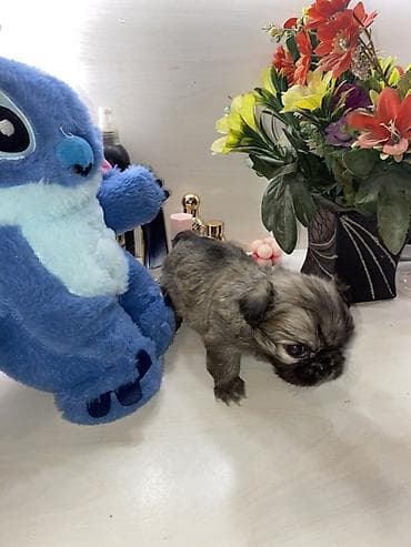 ev itiləri: Məhsul: Pekines balaları - Yaş: 60 günlük - Cins: Pekines - Rənglər — 4