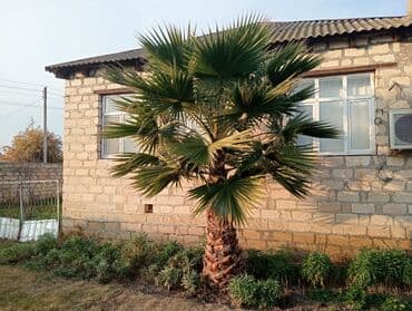 Razılaşma yolunan) - Landşaft üçün ideal, iri, çoxgövdəli taclı lalafo.az -da Razılaşma yolunan) - Landşaft üçün ideal, iri, çoxgövdəli taclı