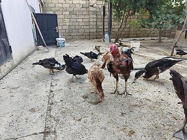 ördeyler: 1 erkəy(karicnivi),bir dişi,11 bala 2 aylıq. 6 ədəd 4 ayliq ördək. Tam — 2