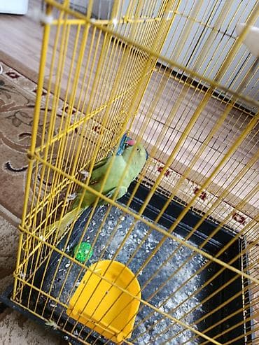 iran qusu: Ojirella hazir mayadi 2 yawdan yuxaridi qiymet 160 manat isdiyen — 2