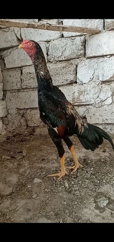 yumurtuyan toyuqlar: Temiz cins shamo xoruzu 6 ayliqdir hec bir defekti yoxdur saglamligna — 3