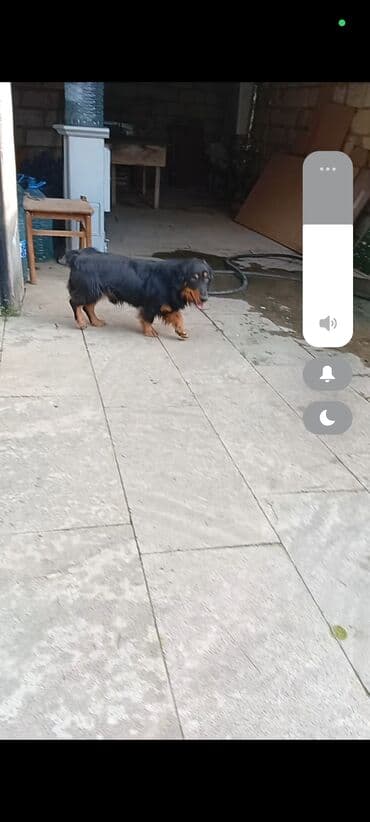 3D panellər: Sotluq – it balaca ölçülü ov iti (daxshund / taksa tipli) — 6