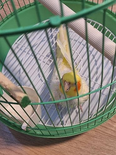 kana kors: Sarı rəngli nimfa (cockatiel) balası və qəfəs dəsti 2 yaşlı erkək — 1