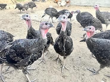 yorga at satilir: 46 Ədəd Ana Altından Çıxan Amerika-Bronz Hinduşkalar Satılırlar — 5