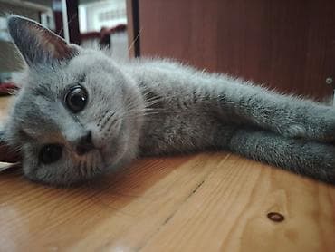 heyvanlar quşlar: Şotland, Erkək, Yaxşı əllərə, Ünvandan götürmə — 5