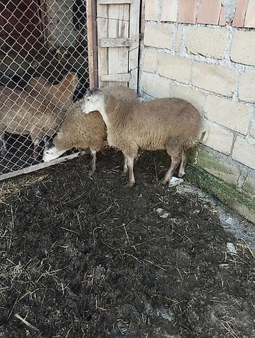 diri quzu: Əmlik quzu super kök 9.50 diri çəki — 2