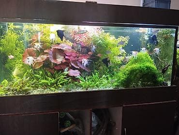 Dördbucaq akvarium, Boş, 700 l, Ünvandan götürmə lalafo.az -da Dördbucaq akvarium, Boş, 700 l, Ünvandan götürmə