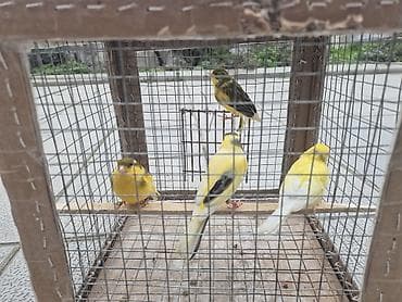 qartal sekilleri cekmek: 4 eded erkey — 1