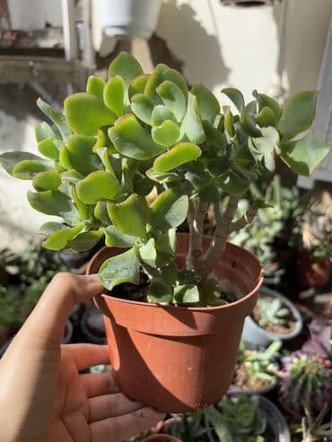 gül toxum satışı: , qiymət müxtəlifdir. Vatsapp mövcuddur!. Çatdırılma metrolara — 10