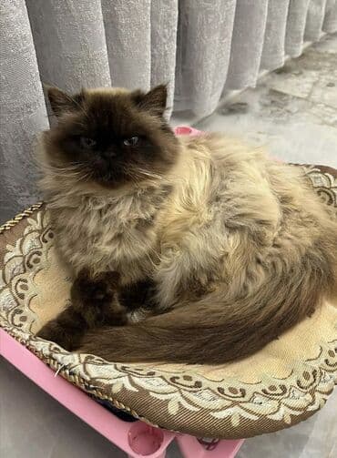 pişik sortları: Dişi, Yaxşı əllərə, Ünvandan götürmə — 1