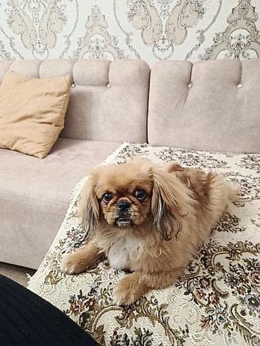 Pekines lalafo.az -da Pekines