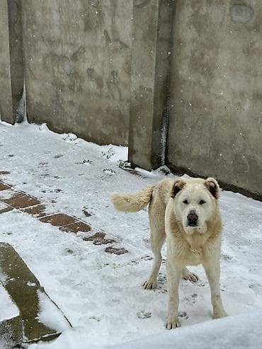 it ucun evler: Alabay, 2 il, Erkek, Peyvəndli — 5