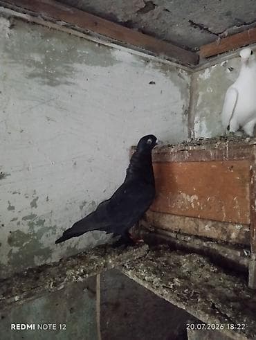 cherry: Cavan kömür qara erkekdir.Leleklidir.Tutulmadir — 3