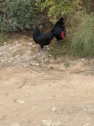 Akvarium aksessuar və ləvazimatları: Bir ədədi 30 AZN Məhsulun təsviri: - Tamamilə qara lələk örtüyü — 6