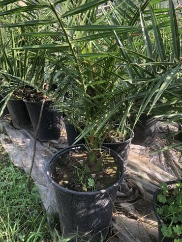 palma ağacları: Qabda xurma palması (Phoenix dactylifera tipli dekorativ xurma) - — 3