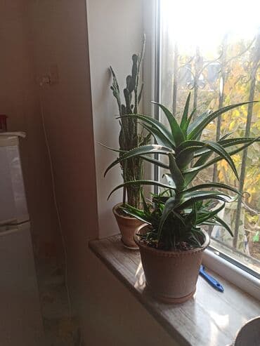 saxsi qab haqqinda: Satılır: ev otaq gülləri kolleksiyası - Sansevieriya (Qaynanadili) – — 8