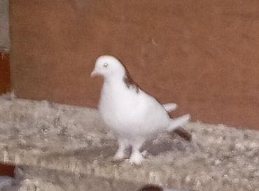 tap az quşlar: Cavan və sağlam uçan nəsil göyərçinlər.Erkəy və maya.Cüt deyillər.Maya — 7