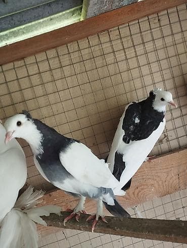 toyuq necə gun kurt yatır: Saglam super oynaq quşlardi 2 maya 2 xoruzdu damazliq quslarimdi alan — 1